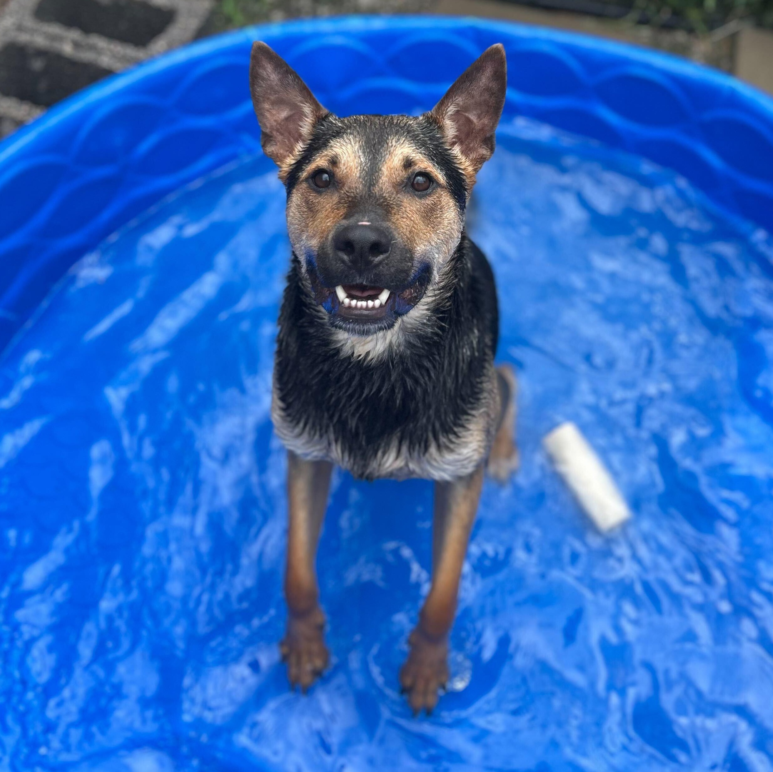 Jacks, a Adoptable mixed breed in Indianapolis, IN image 6/6