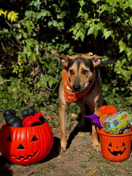 Jacks, a Adoptable mixed breed in Indianapolis, IN image 3/6