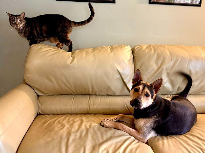 Jacks, a Adoptable mixed breed in Indianapolis, IN image 5/6