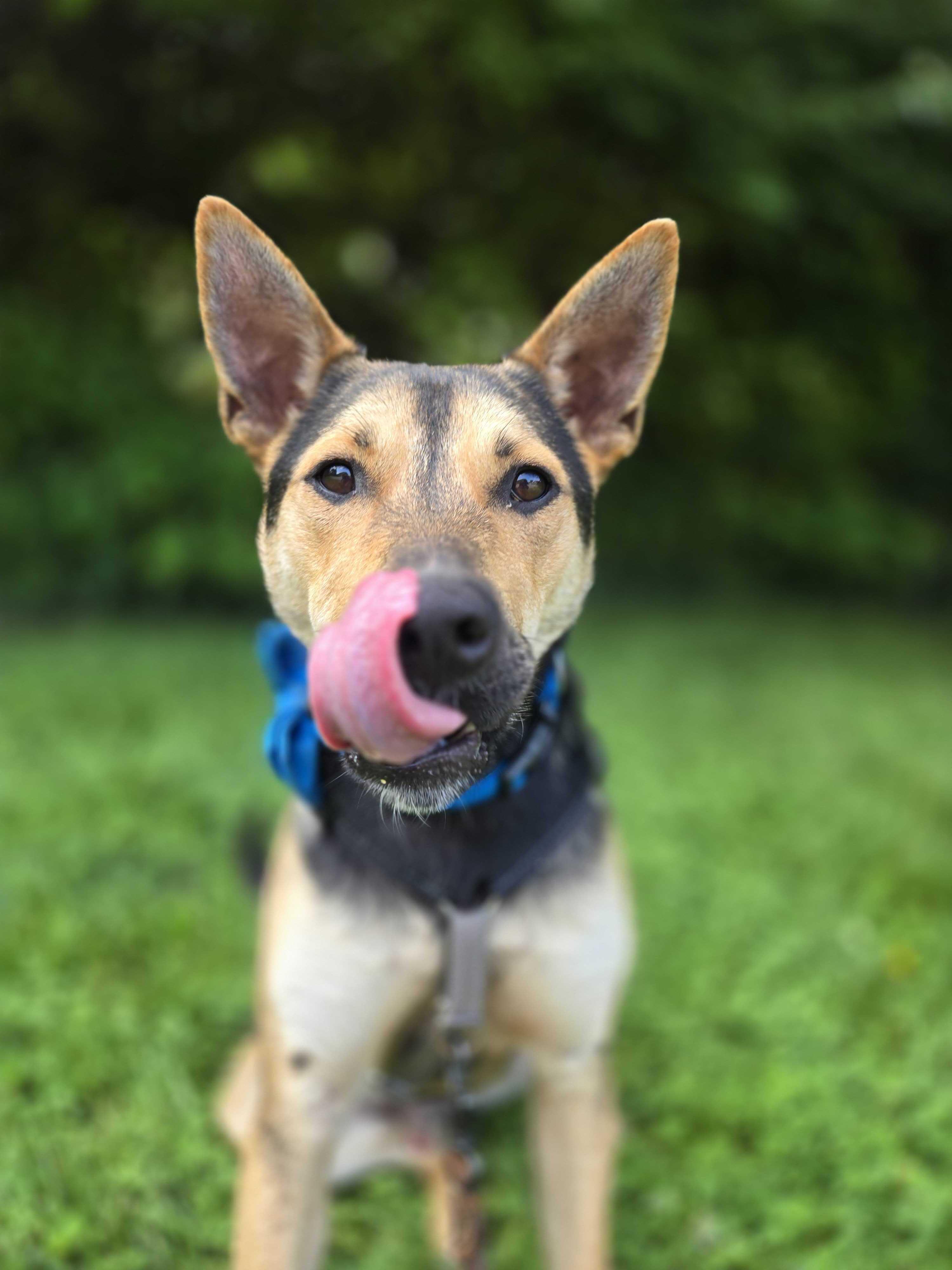 Jacks, a Adoptable mixed breed in Indianapolis, IN image 4/6