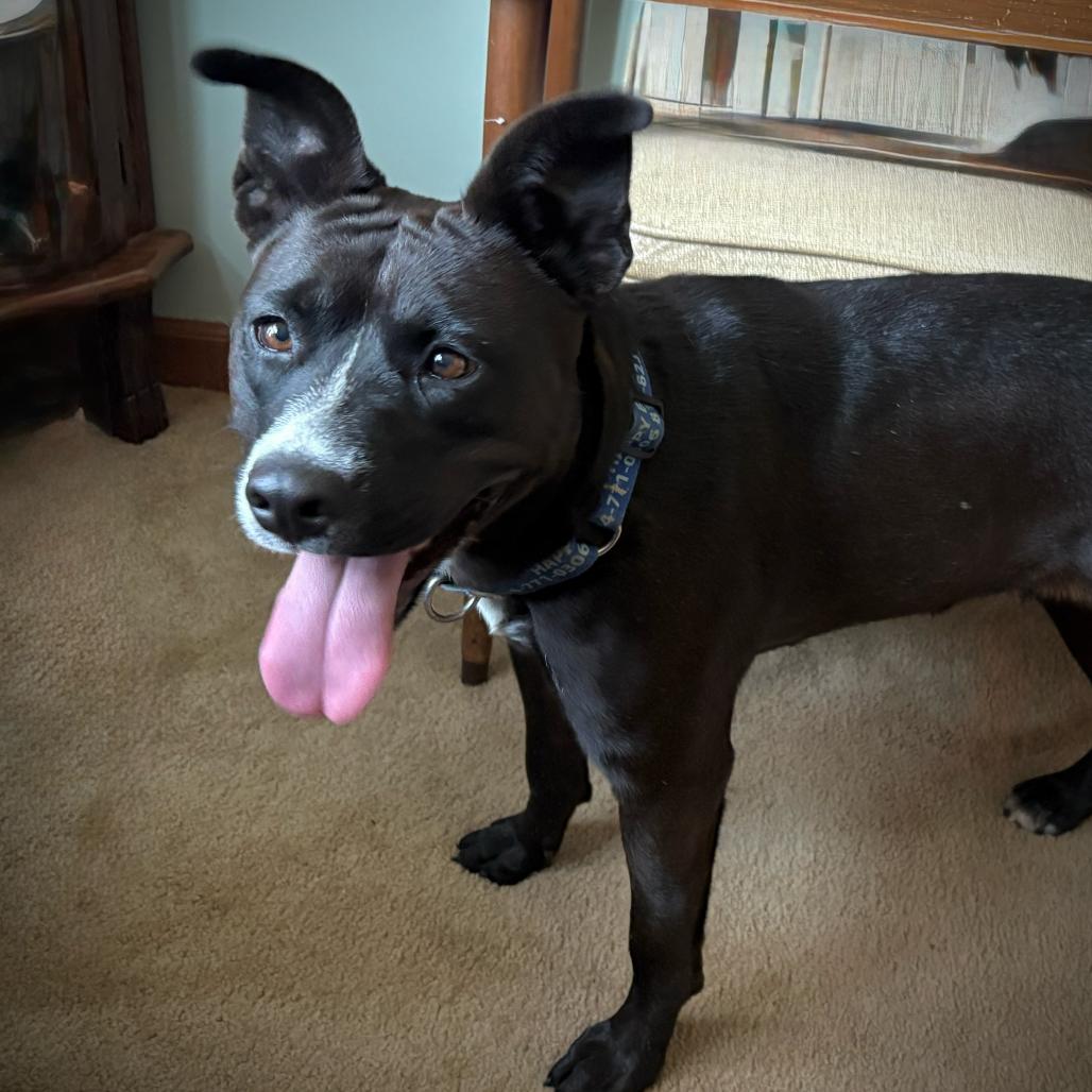 Star, Adoptable, Young Female Black Labrador Retriever & Pit Bull Terrier.