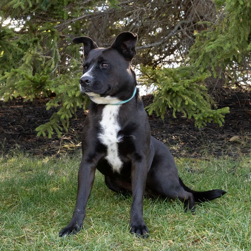 Star, a Adoptable mixed breed in Erie, PA image 1/6