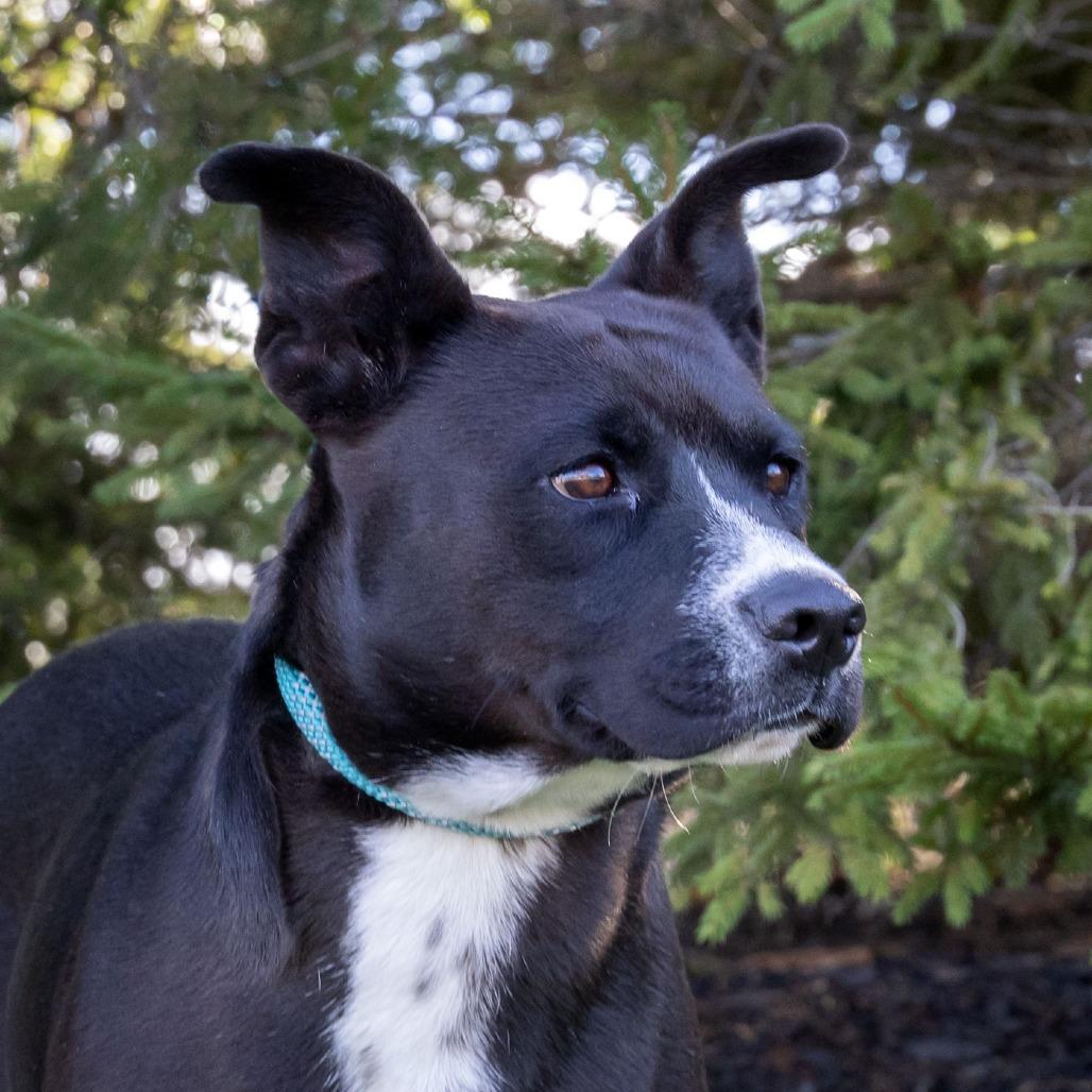 Star, a Adoptable mixed breed in Erie, PA image 3/6