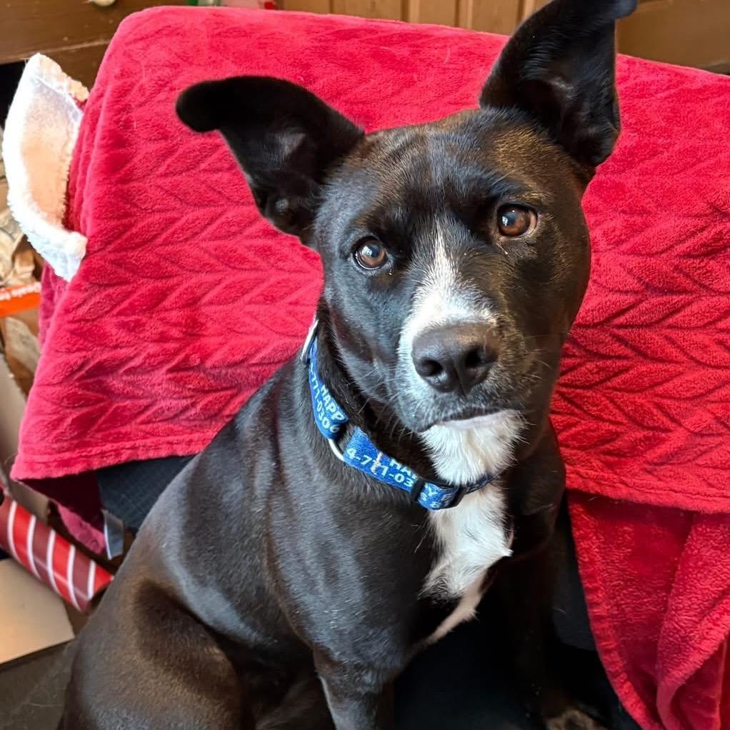 Star, Adoptable, Young Female Black Labrador Retriever & Pit Bull Terrier.