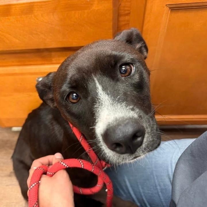 Star, a Adoptable mixed breed in Erie, PA image 6/6