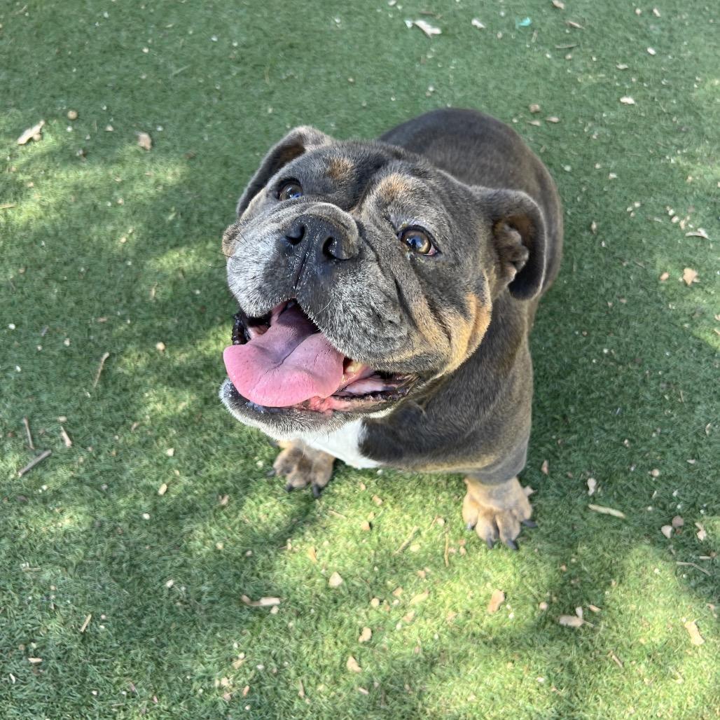 Traviesa, Adoptable, Adult Female English Bulldog.