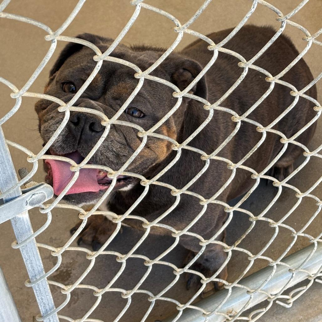 Enlarge Traviesa, a Adoptable English Bulldog in Ojai, CA image 2/2