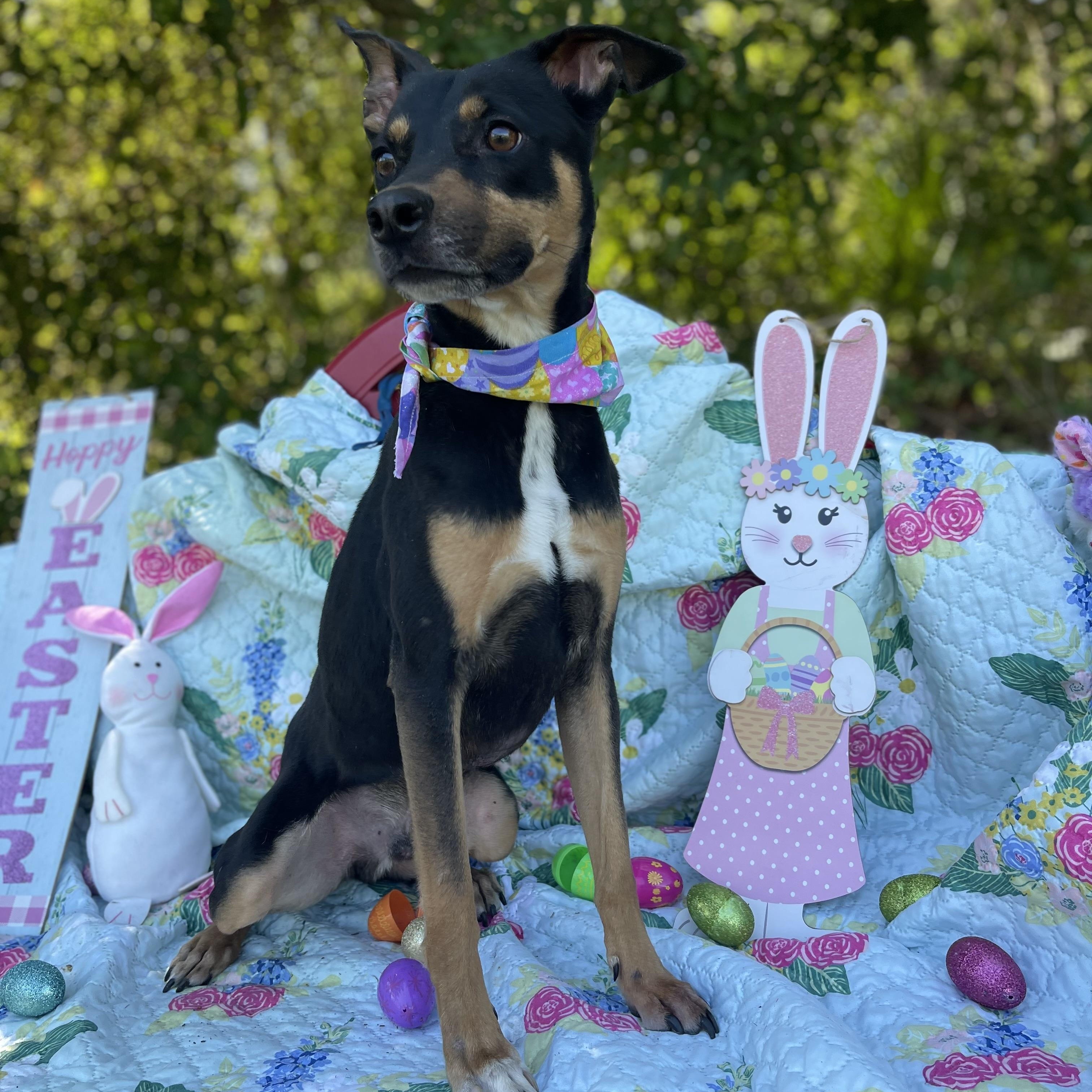 Buster, an adoptable mixed breed in Sebring, FL image 2/6