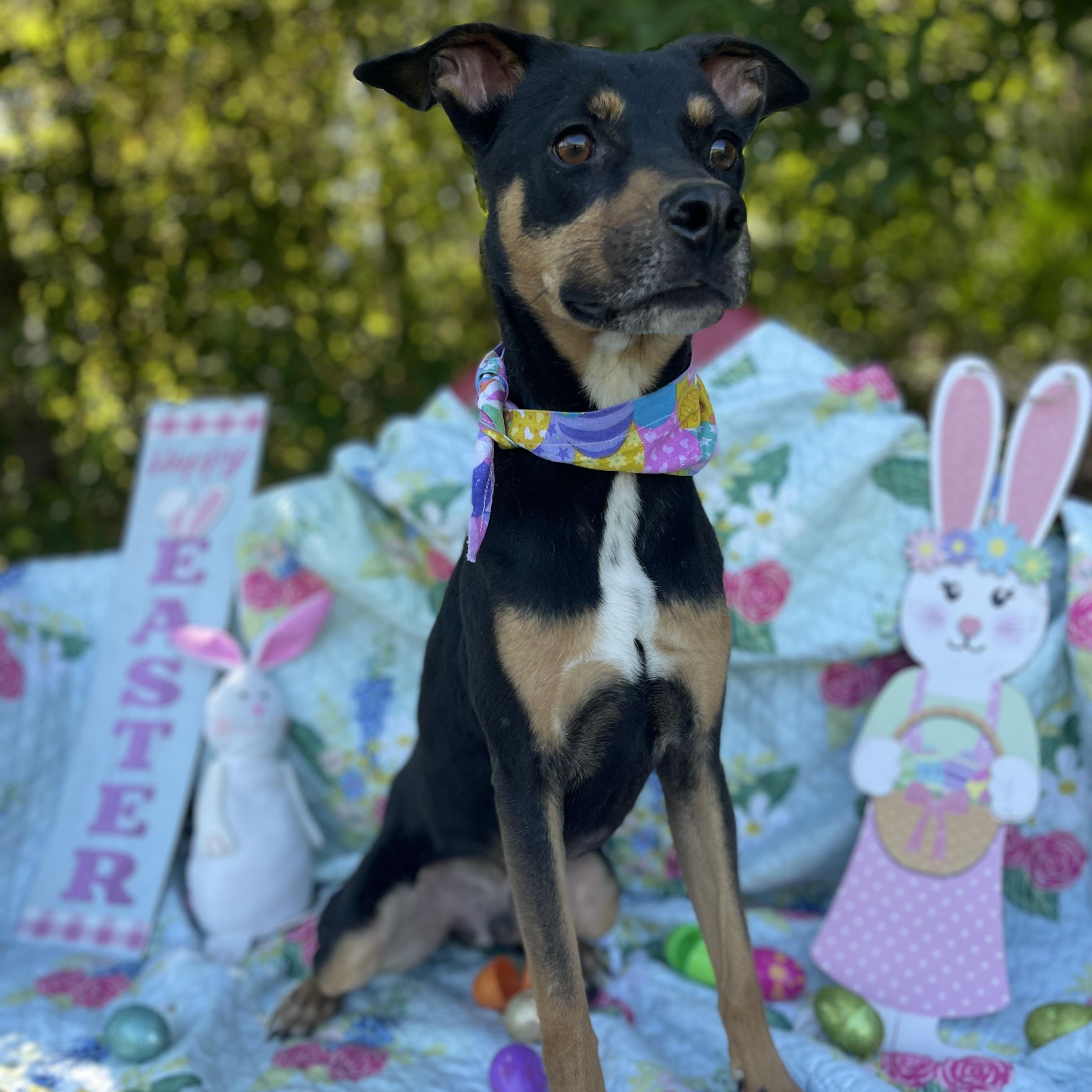Buster, an adoptable mixed breed in Sebring, FL image 5/6