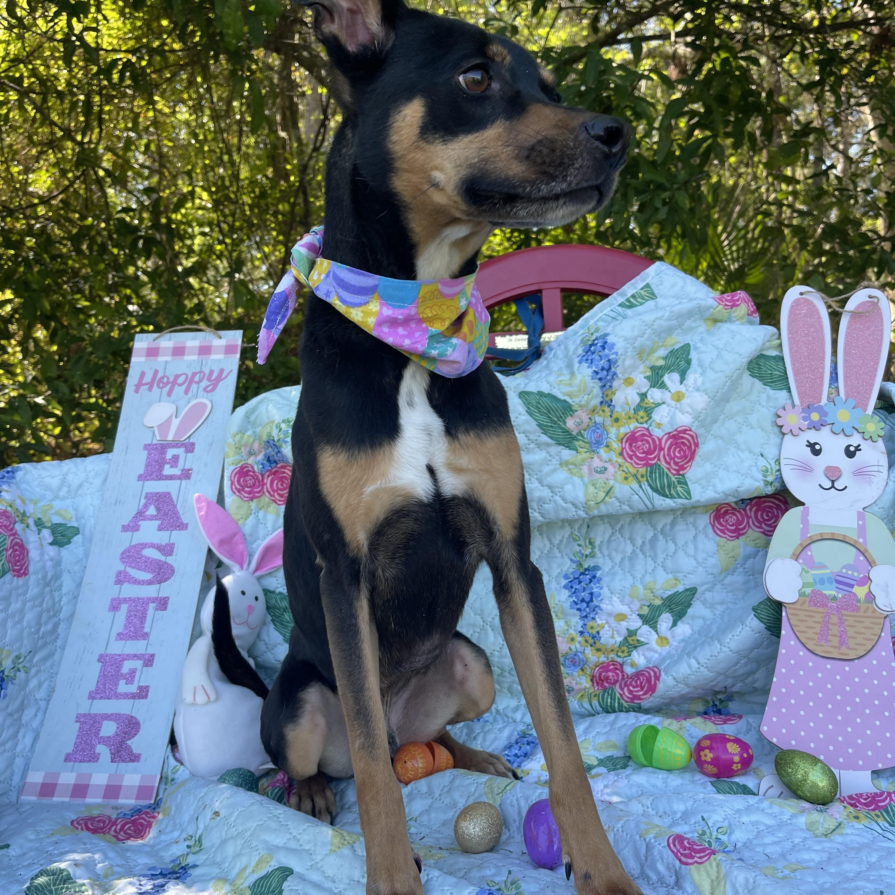 Buster, an adoptable mixed breed in Sebring, FL image 6/6