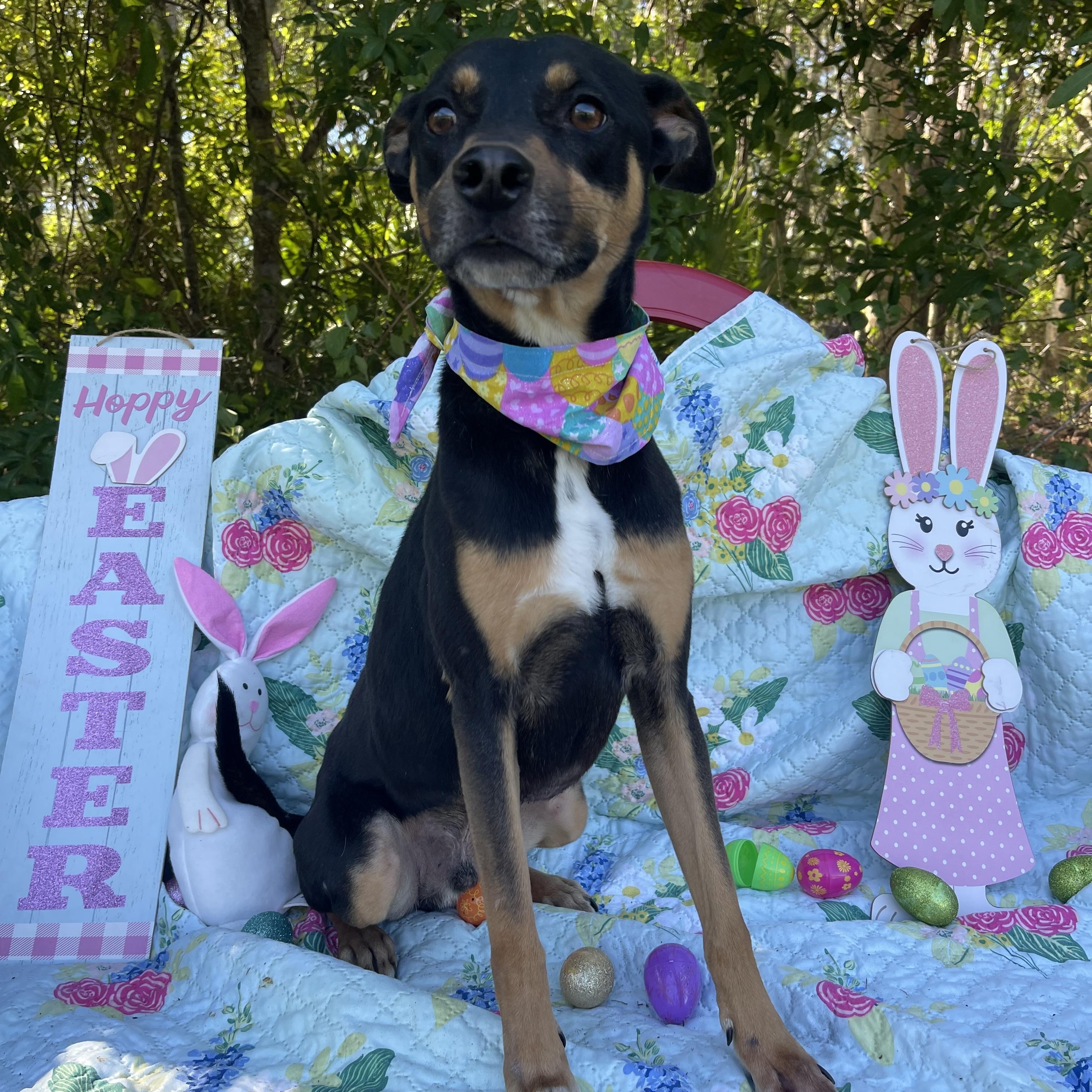 Buster, an adoptable mixed breed in Sebring, FL image 4/6