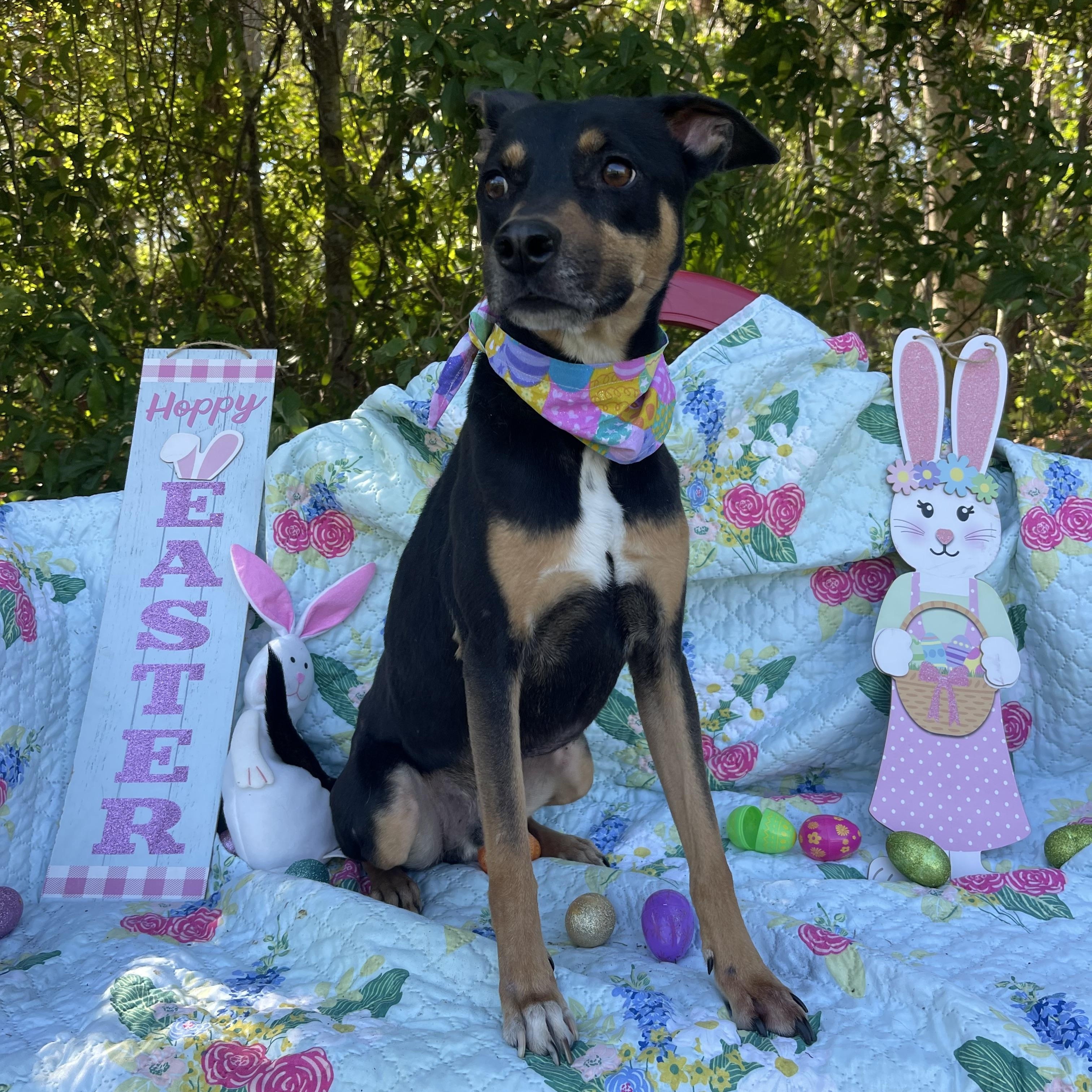 Buster, an adoptable mixed breed in Sebring, FL image 3/6
