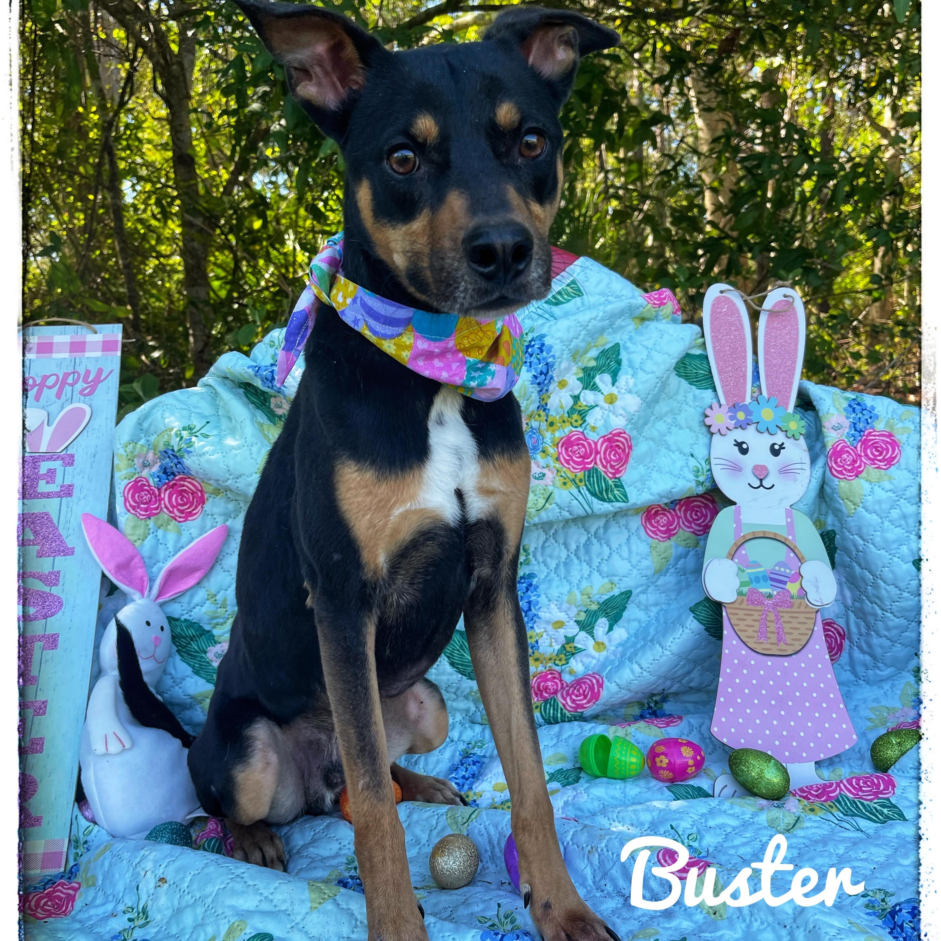 Buster, an adoptable mixed breed in Sebring, FL image 1/6
