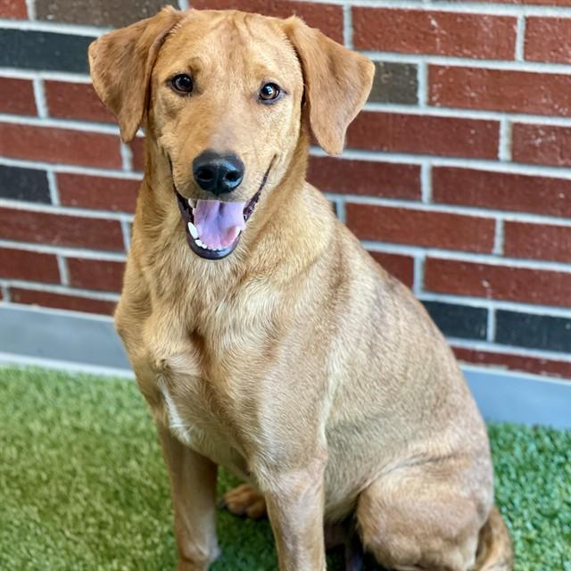 GERI, Adoptable, Young Female Mixed Breed.