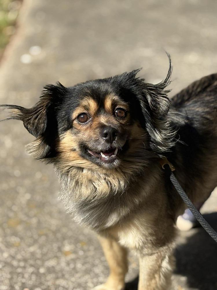 Enlarge Crumpet, a Adoptable mixed breed in Wayne, NJ image 1/1