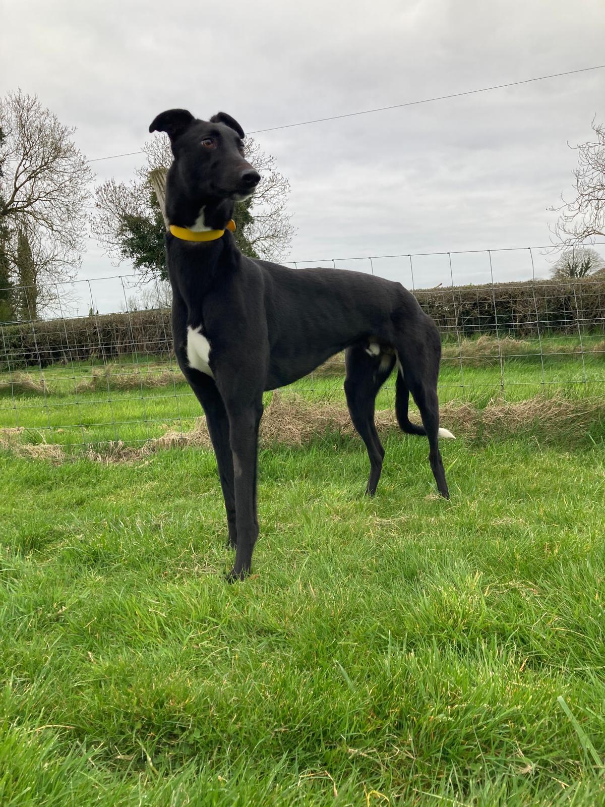 Enlarge Run Stitch (Stitch), a Adoptable Greyhound in Tarpon Springs, FL image 1/2