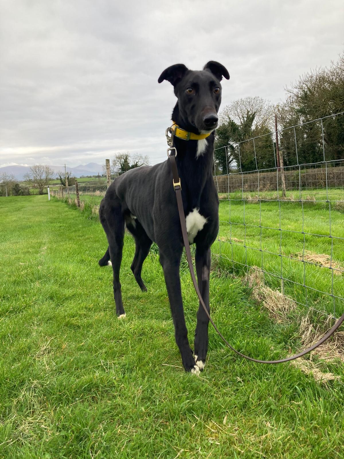 Enlarge Run Stitch (Stitch), a Adoptable Greyhound in Tarpon Springs, FL image 2/2