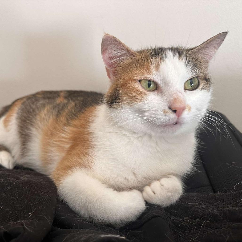 Ava, Adoptable, Adult Female Domestic Short Hair.