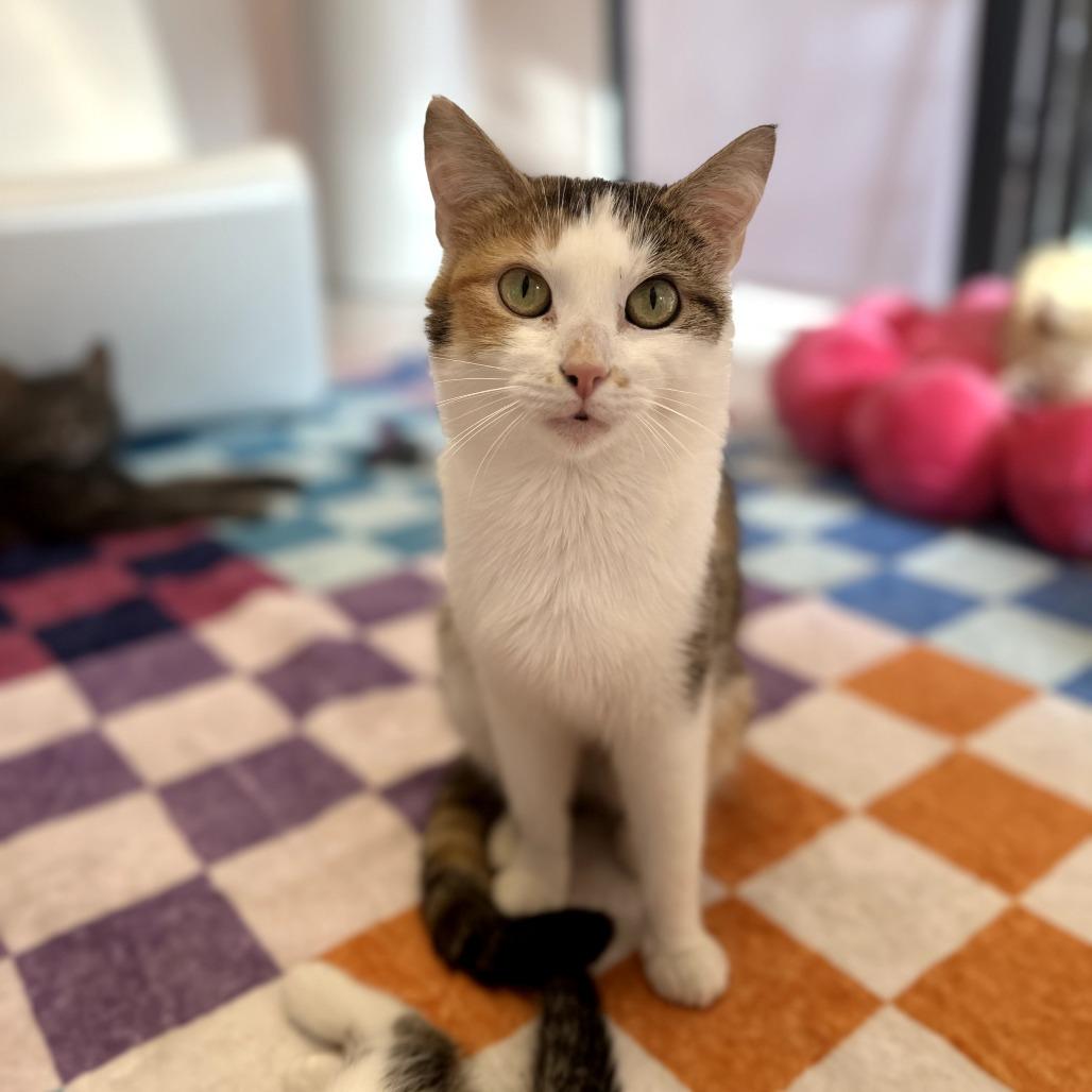 Enlarge Ava, a Adoptable Domestic Short Hair in Forest Park, IL image 2/3