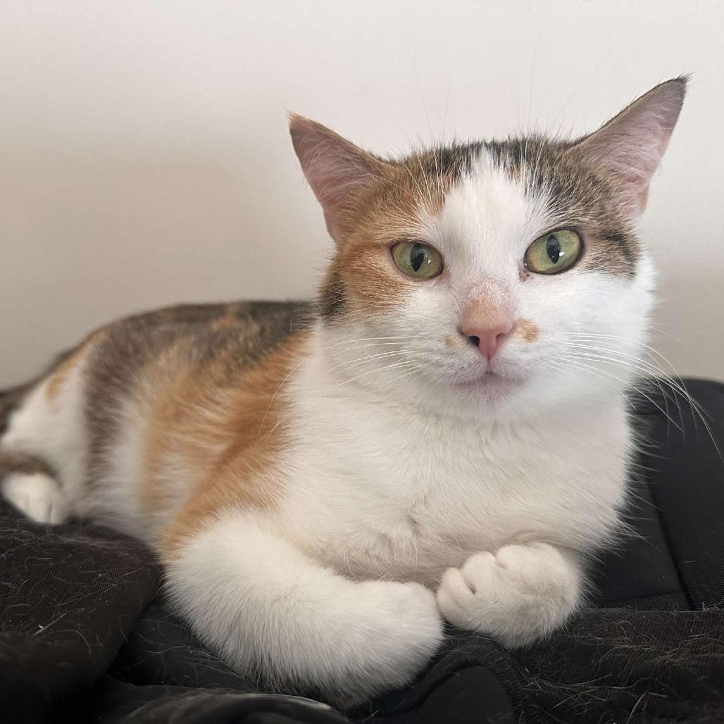 Enlarge Ava, a Adoptable Domestic Short Hair in Forest Park, IL image 3/3