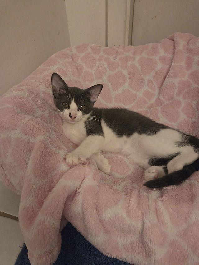 Enlarge Mina, a Adoptable Domestic Short Hair in Tampa, FL image 1/3