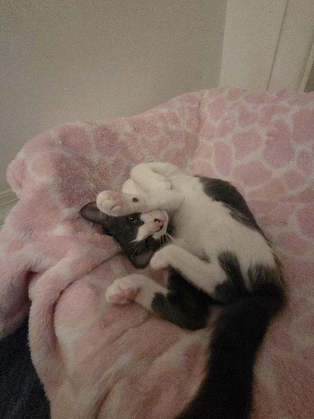 Enlarge Mina, a Adoptable Domestic Short Hair in Tampa, FL image 2/3