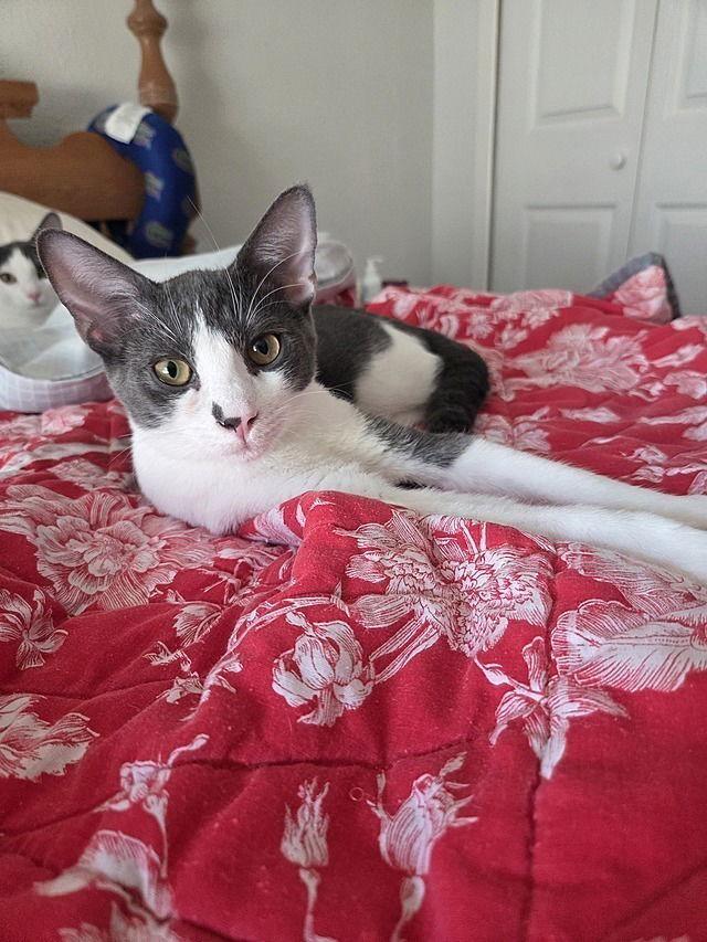 Enlarge Mina, a Adoptable Domestic Short Hair in Tampa, FL image 3/3