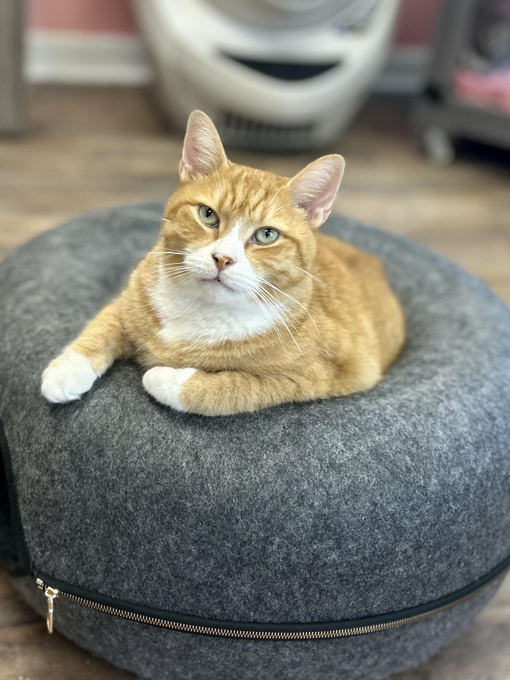 Enlarge Garfield (**Bonded with Kit-Kat), a Adoptable Domestic Short Hair in Philadelphia, PA image 2/6