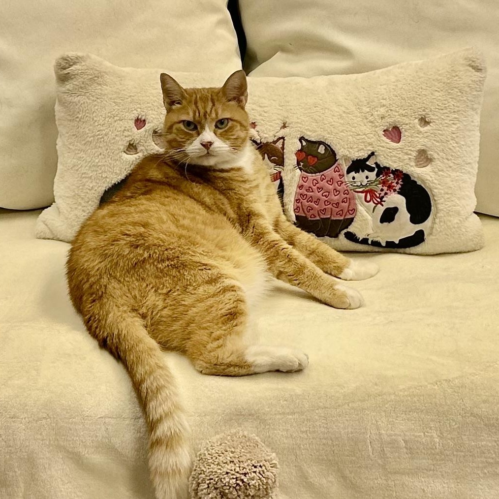 Enlarge Garfield (**Bonded with Kit-Kat), a Adoptable Domestic Short Hair in Philadelphia, PA image 1/6