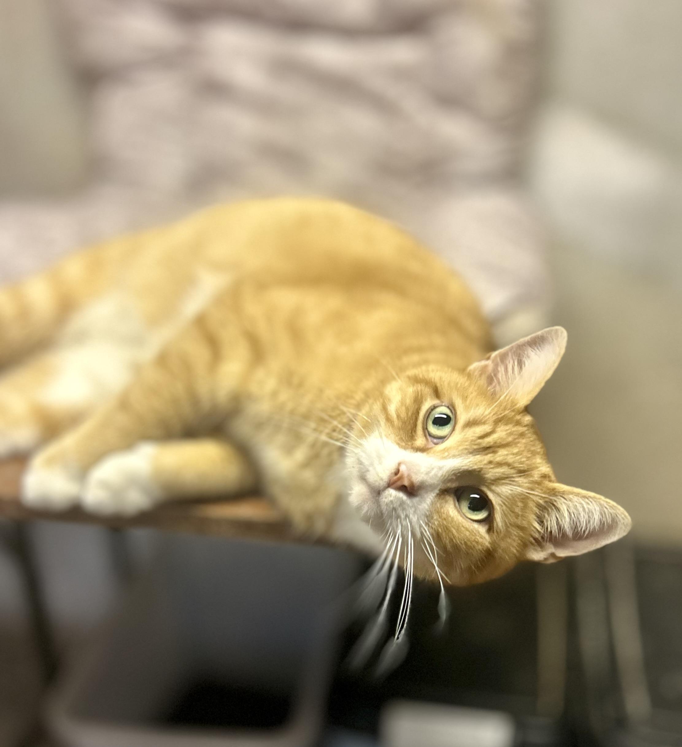 Enlarge Garfield (**Bonded with Kit-Kat), a Adoptable Domestic Short Hair in Philadelphia, PA image 3/6