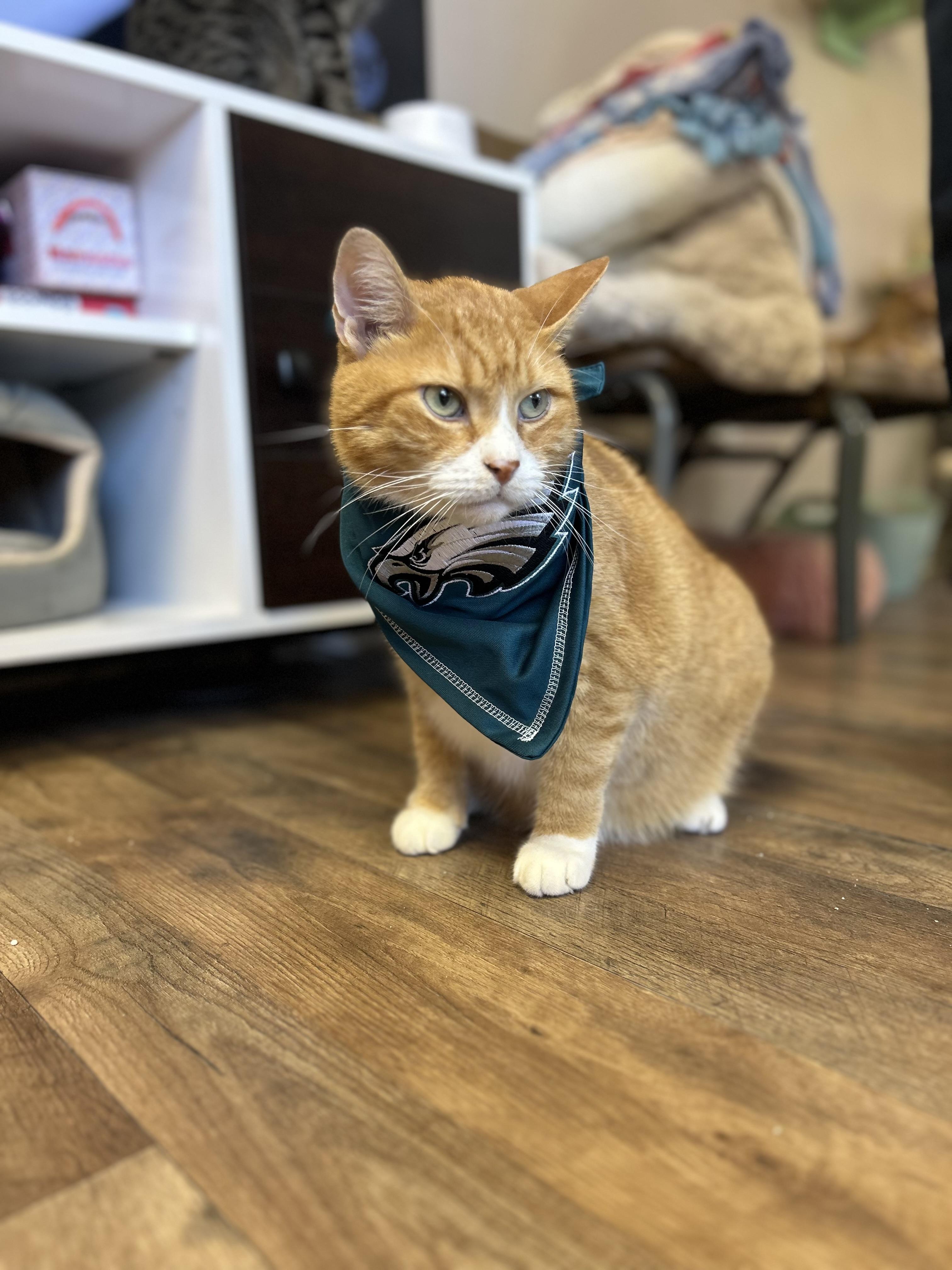 Enlarge Garfield (**Bonded with Kit-Kat), a Adoptable Domestic Short Hair in Philadelphia, PA image 4/6