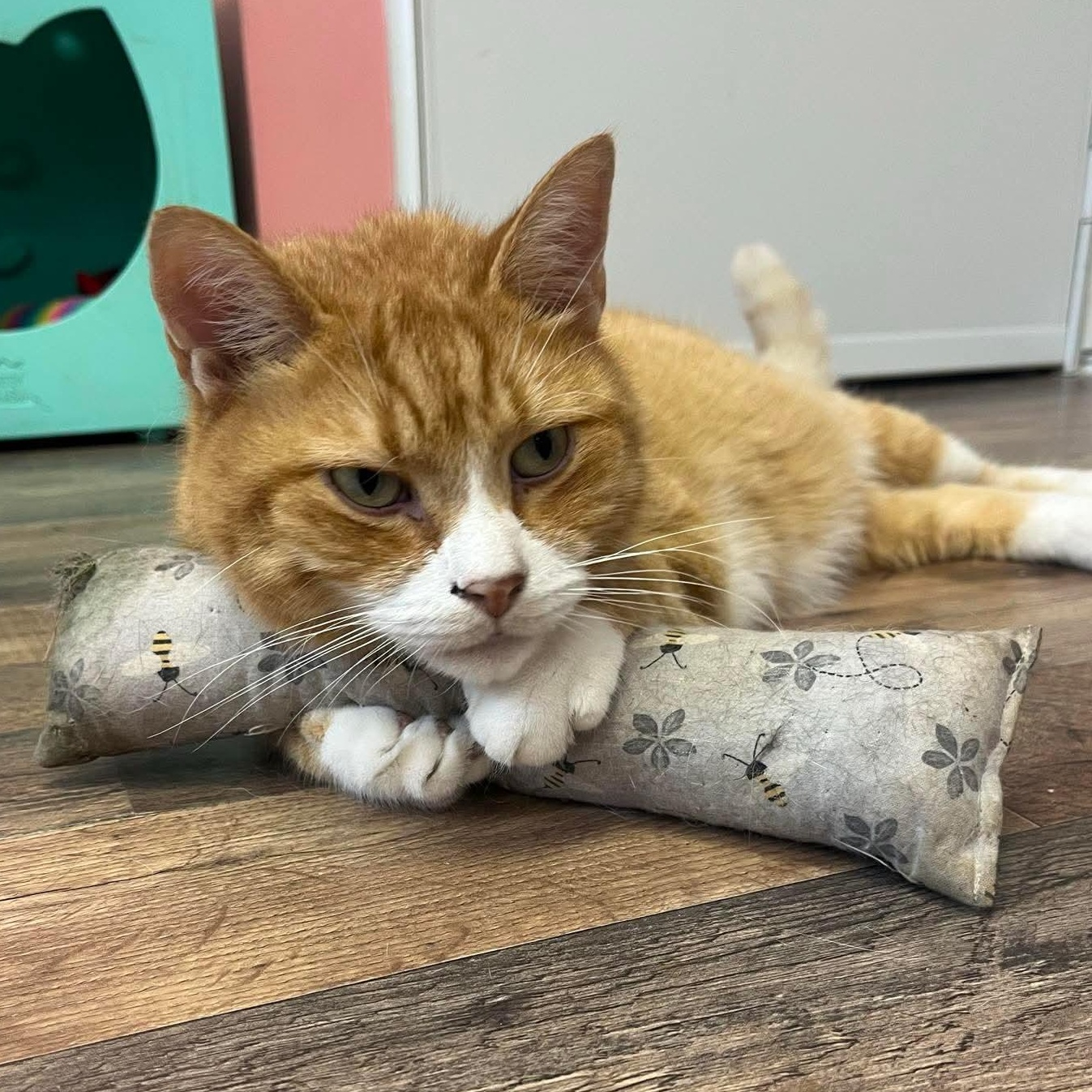 Enlarge Garfield (**Bonded with Kit-Kat), a Adoptable Domestic Short Hair in Philadelphia, PA image 5/6