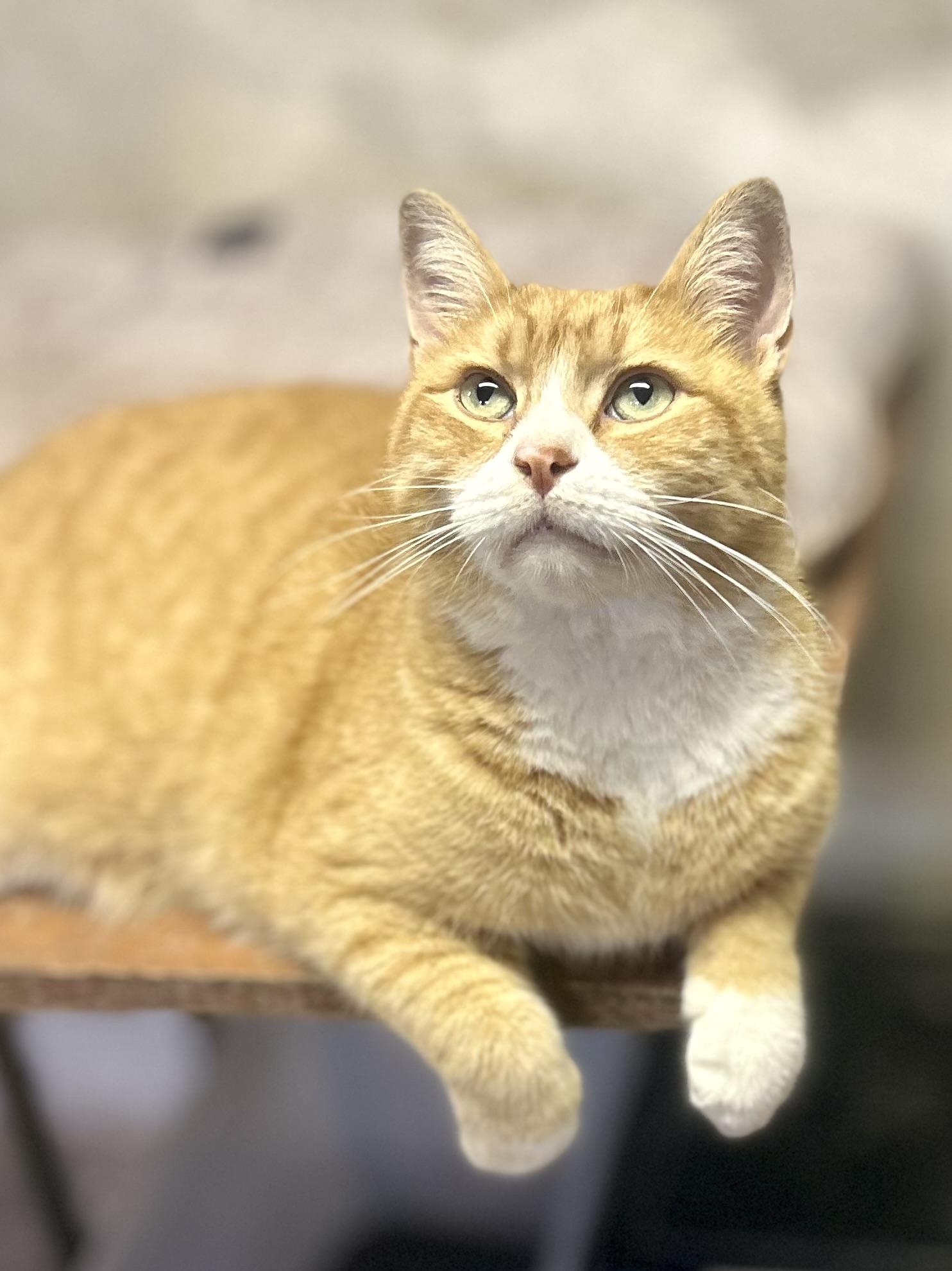 Enlarge Garfield (**Bonded with Kit-Kat), a Adoptable Domestic Short Hair in Philadelphia, PA image 6/6