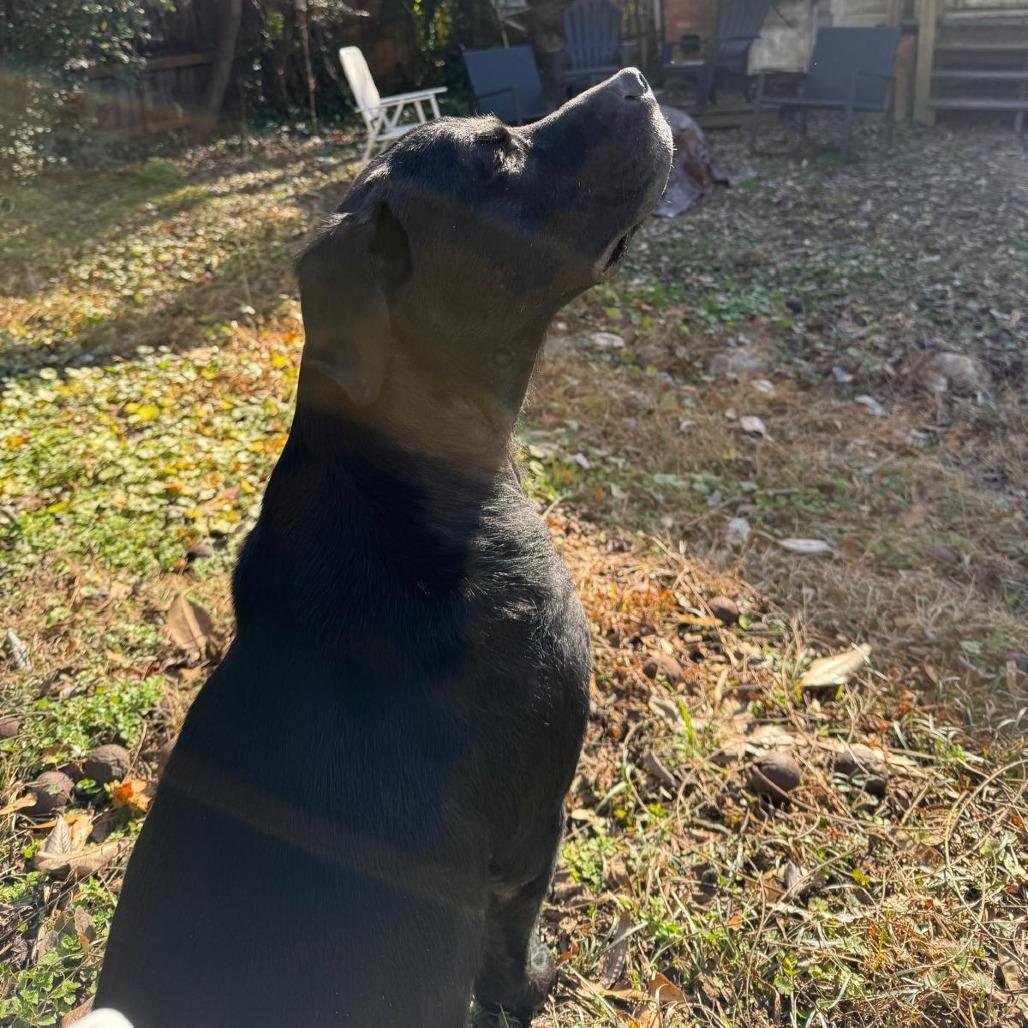 Rudy, Adoptable, Adult Male Black Labrador Retriever.