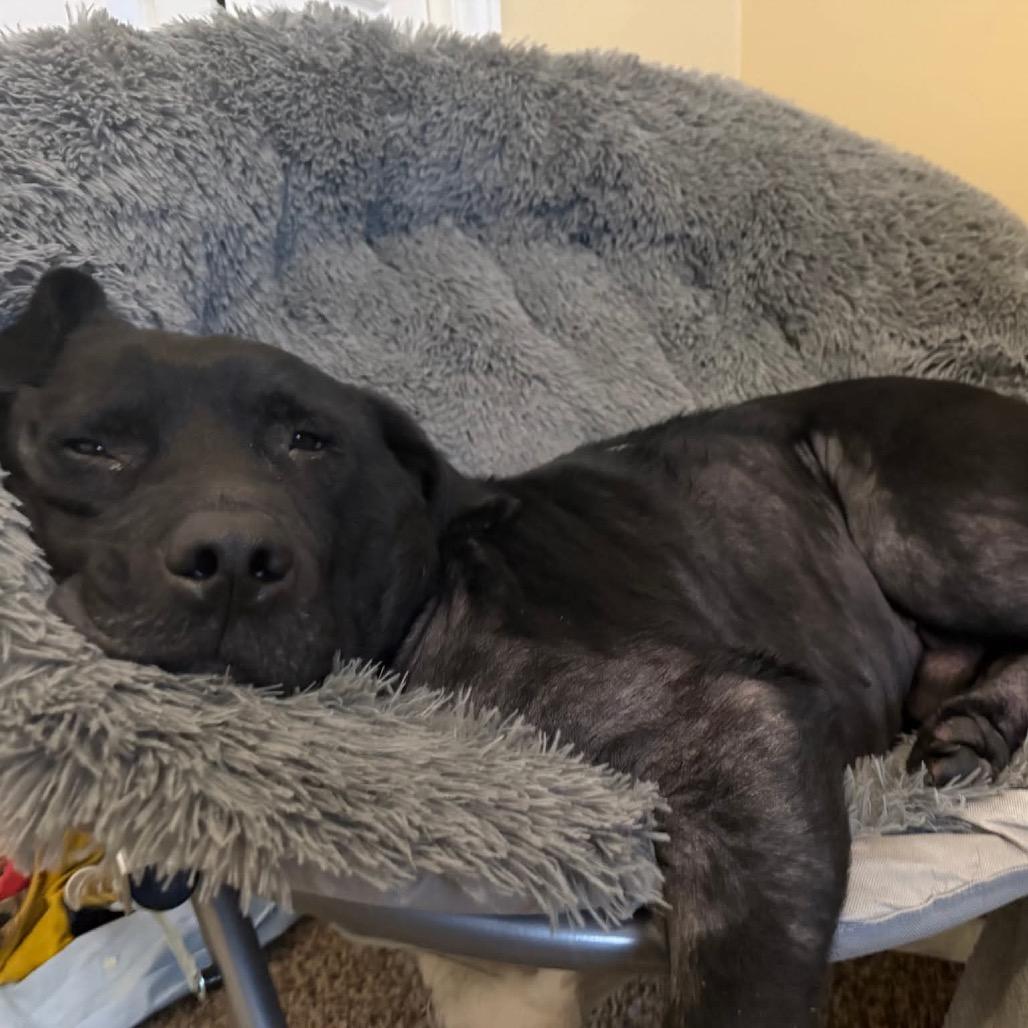 Enlarge Rudy, a Adoptable Black Labrador Retriever in Raleigh, NC image 2/6
