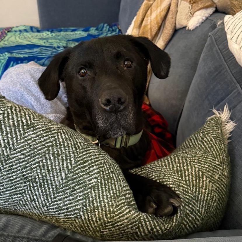Enlarge Rudy, a Adoptable Black Labrador Retriever in Raleigh, NC image 3/6