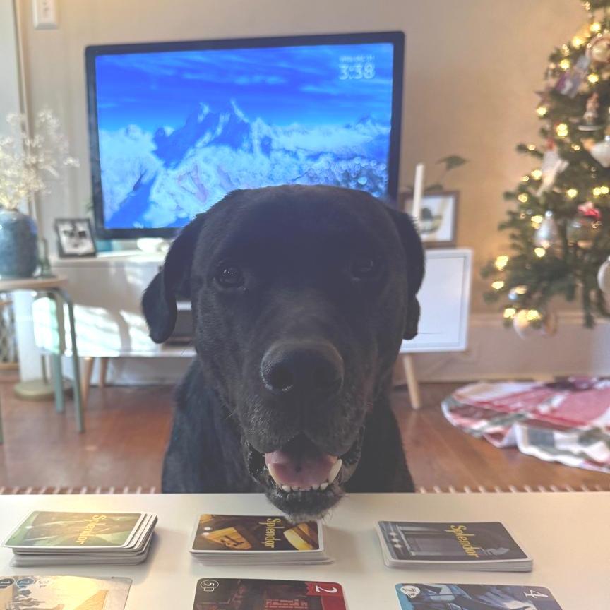 Enlarge Rudy, a Adoptable Black Labrador Retriever in Raleigh, NC image 4/6