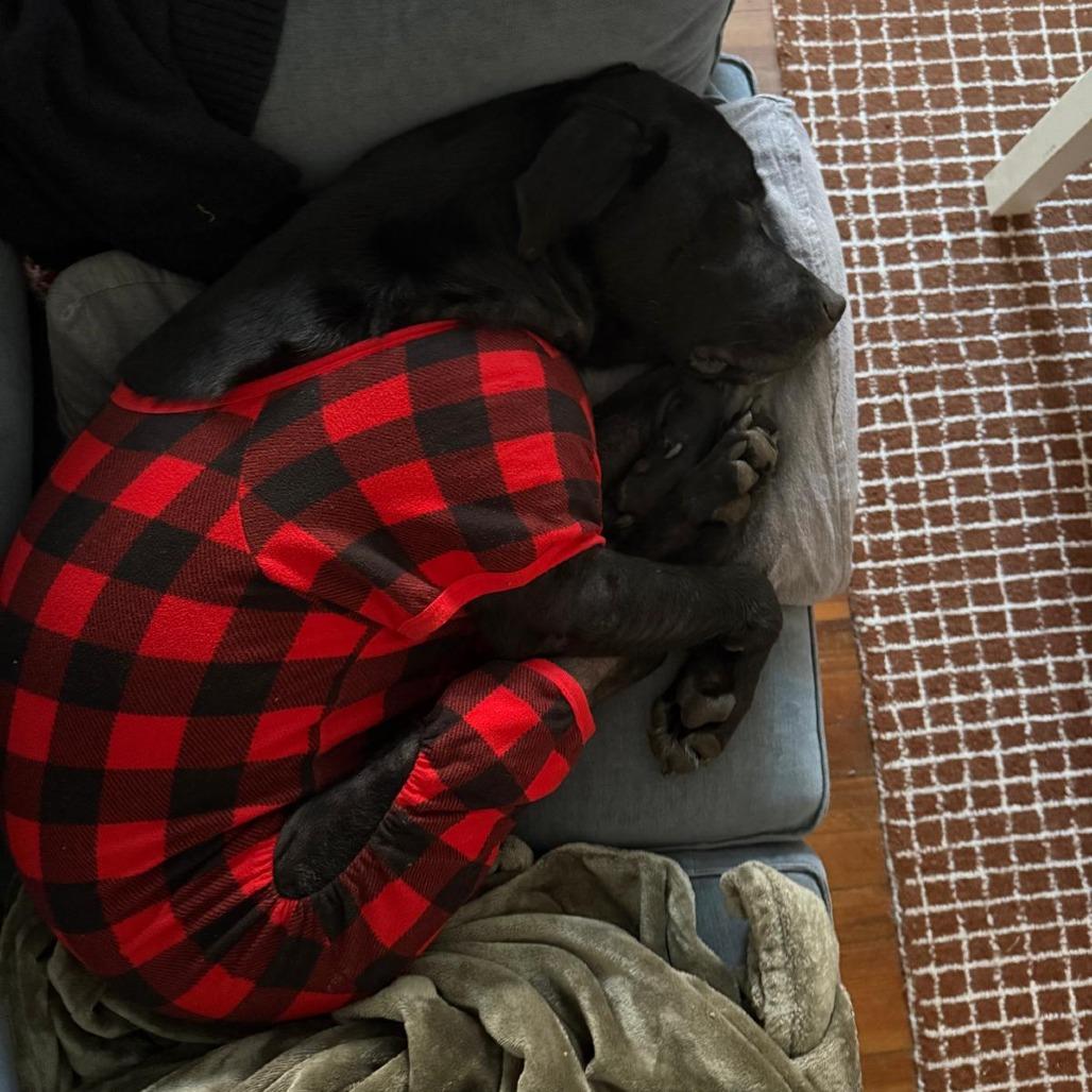 Enlarge Rudy, a Adoptable Black Labrador Retriever in Raleigh, NC image 5/6