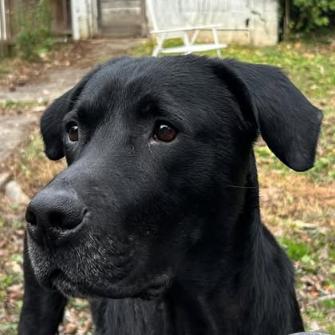 Enlarge Rudy, a Adoptable Black Labrador Retriever in Raleigh, NC image 6/6