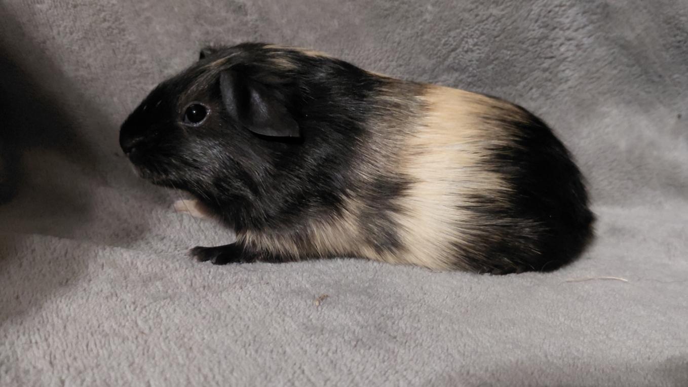 Enlarge Buttercup, a Adoptable Short-Haired in Cincinnati, OH image 3/4