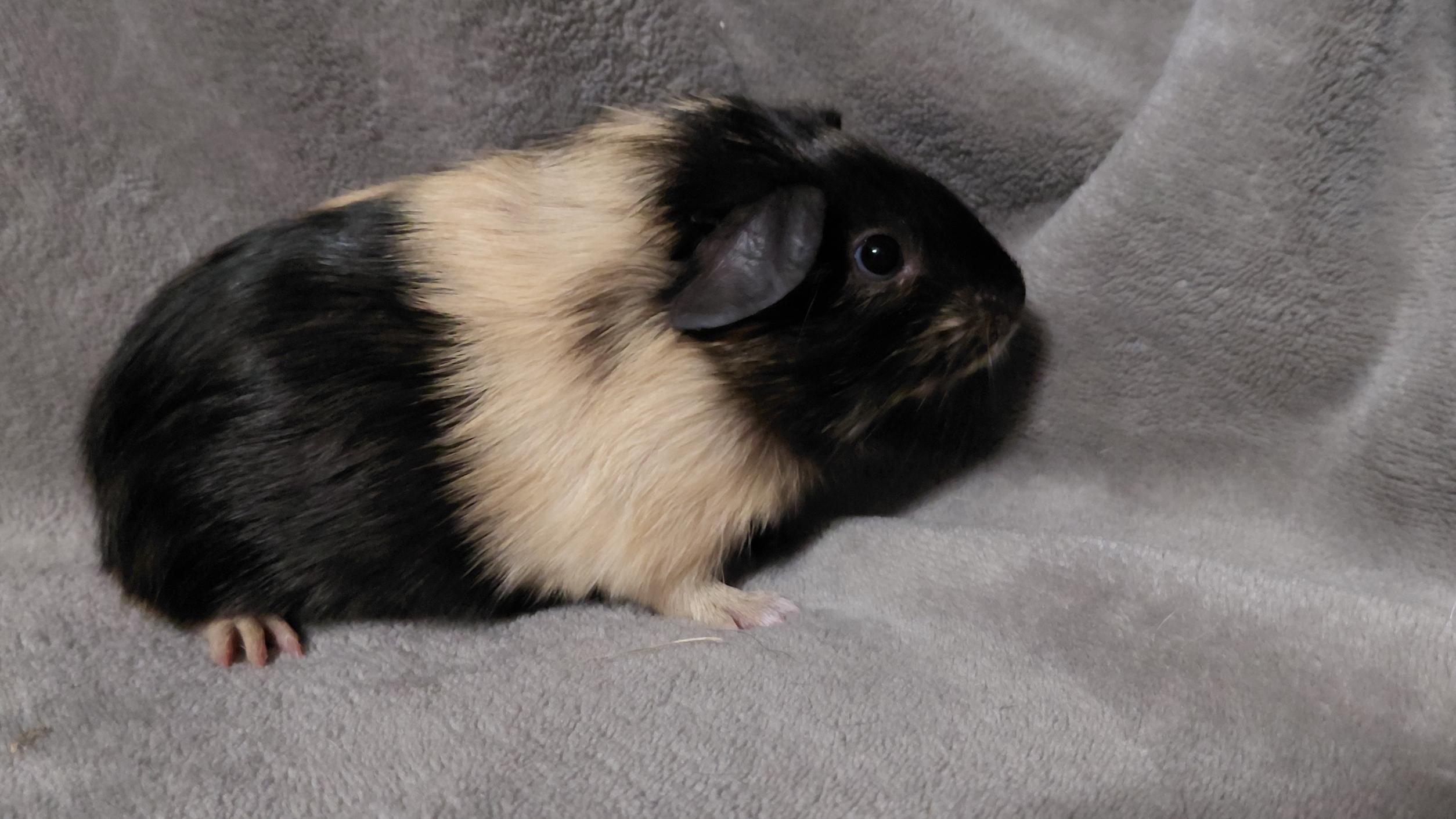 Enlarge Buttercup, a Adoptable Short-Haired in Cincinnati, OH image 2/4