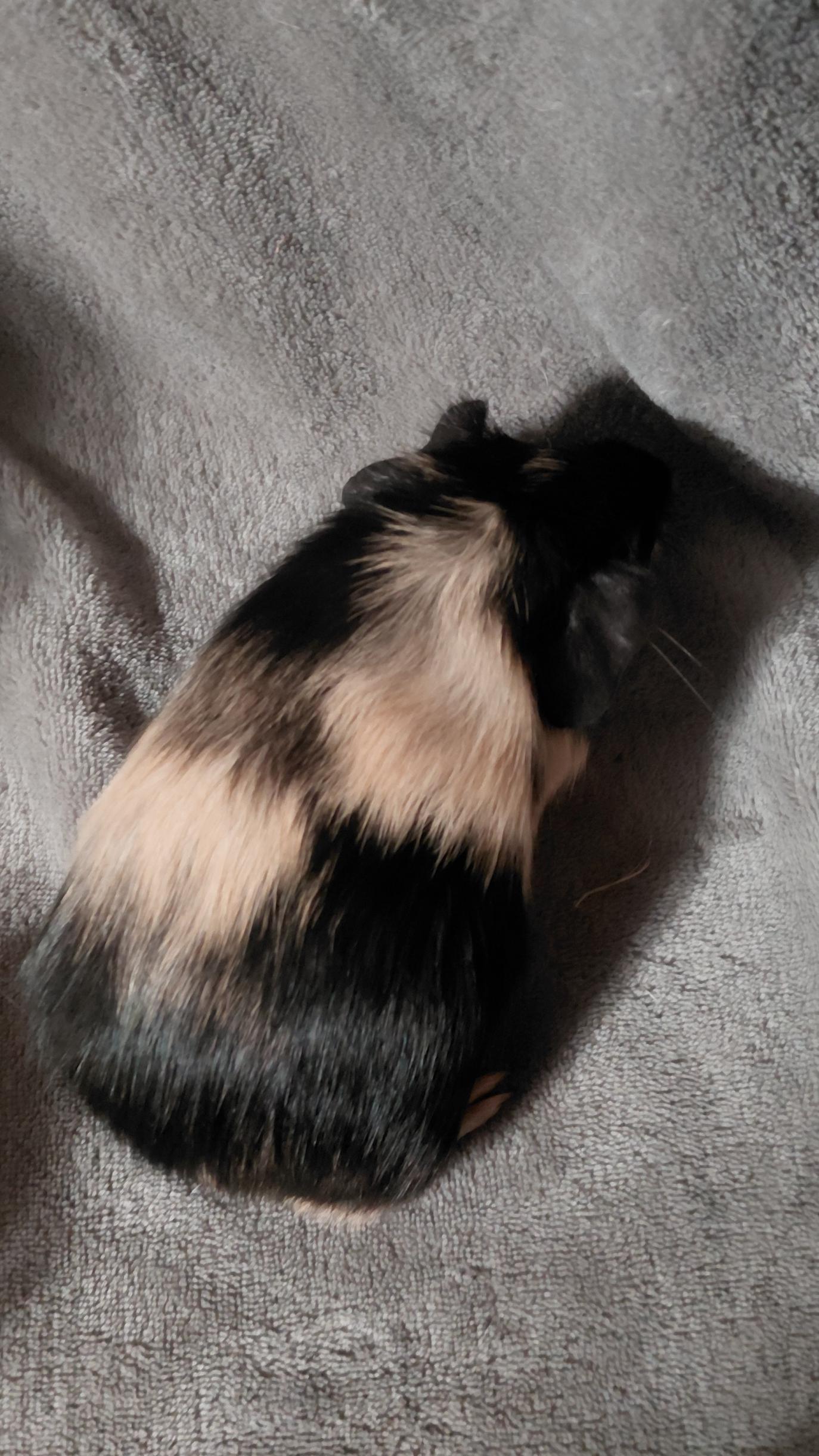 Enlarge Buttercup, a Adoptable Short-Haired in Cincinnati, OH image 4/4