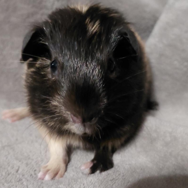 Buttercup, Adoptable, Baby Female Short-Haired.