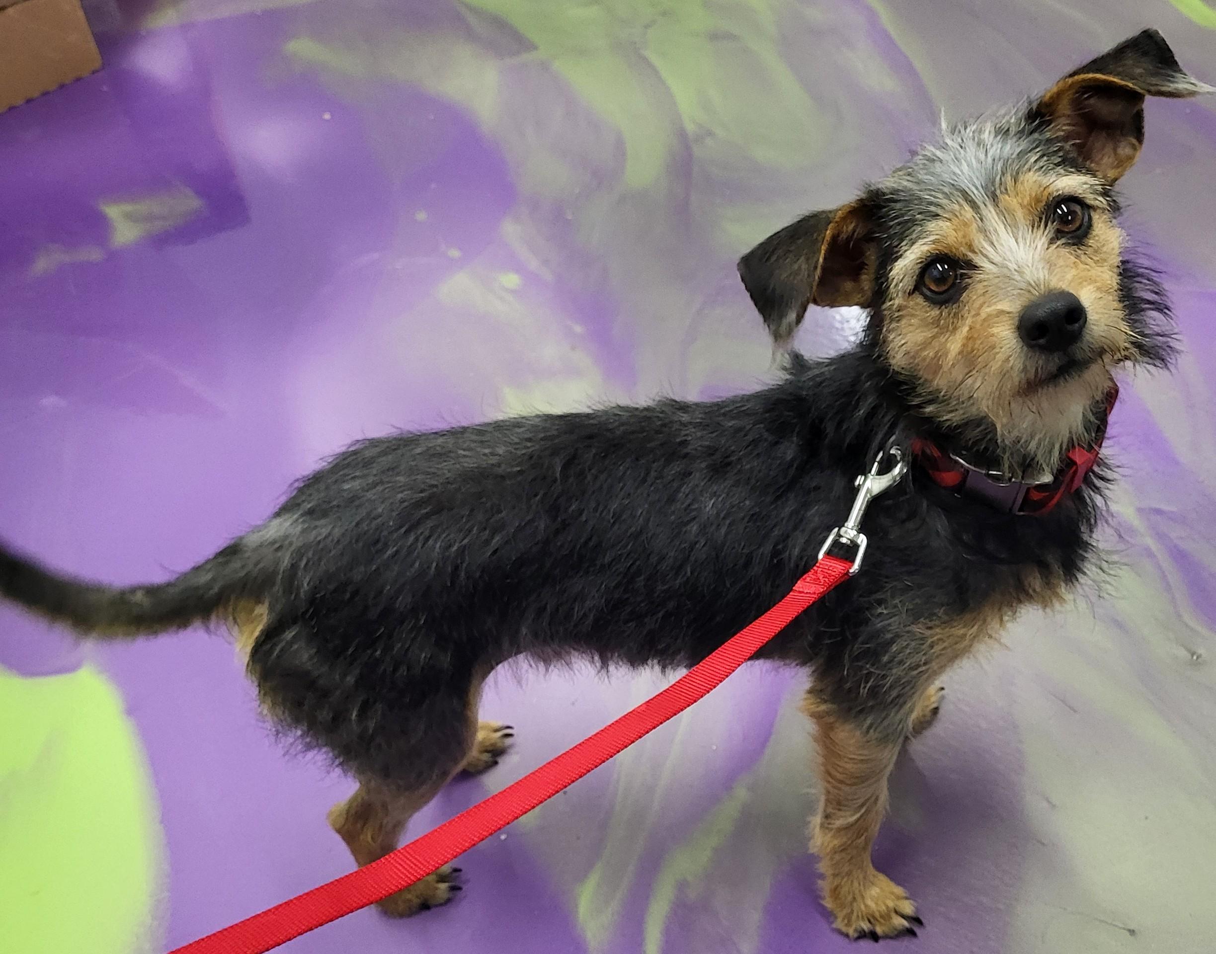 Enlarge Samson, a Adopted mixed breed in Anna, IL image 2/3