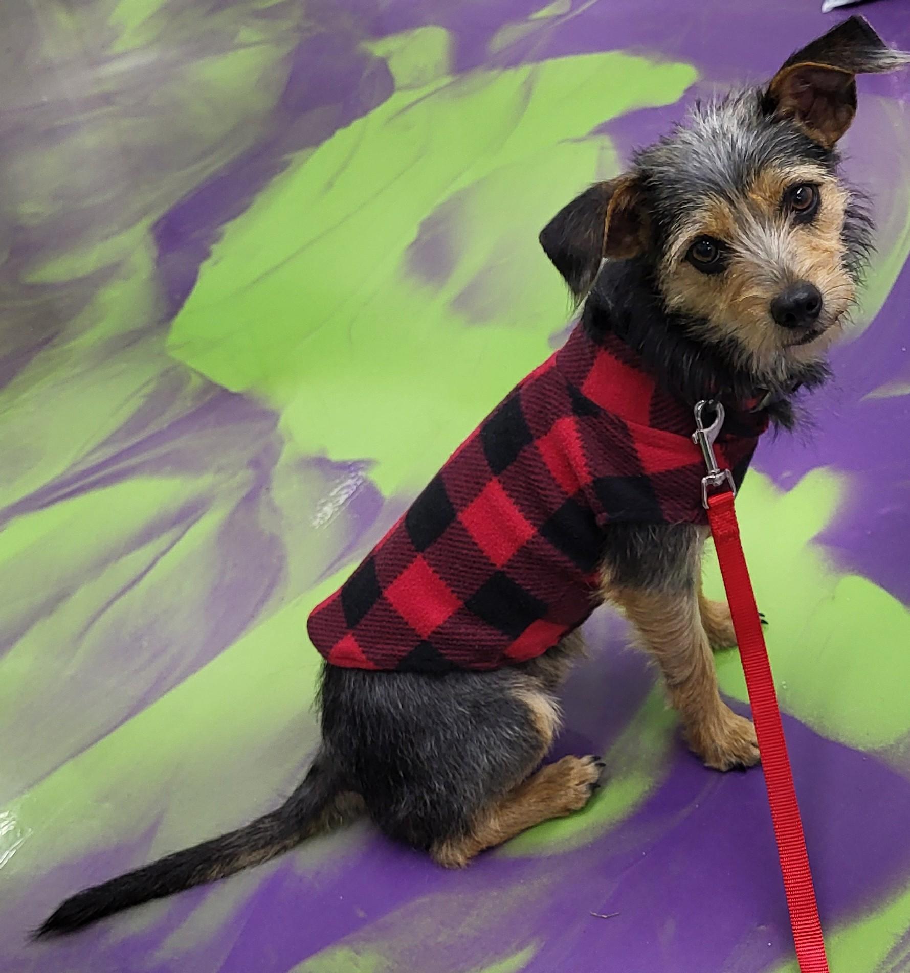 Enlarge Samson, a Adopted mixed breed in Anna, IL image 3/3