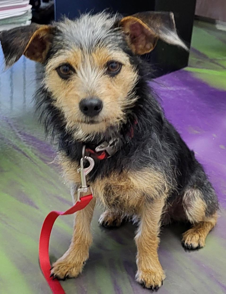 Samson, Adopted, Young Male Yorkshire Terrier & Terrier.