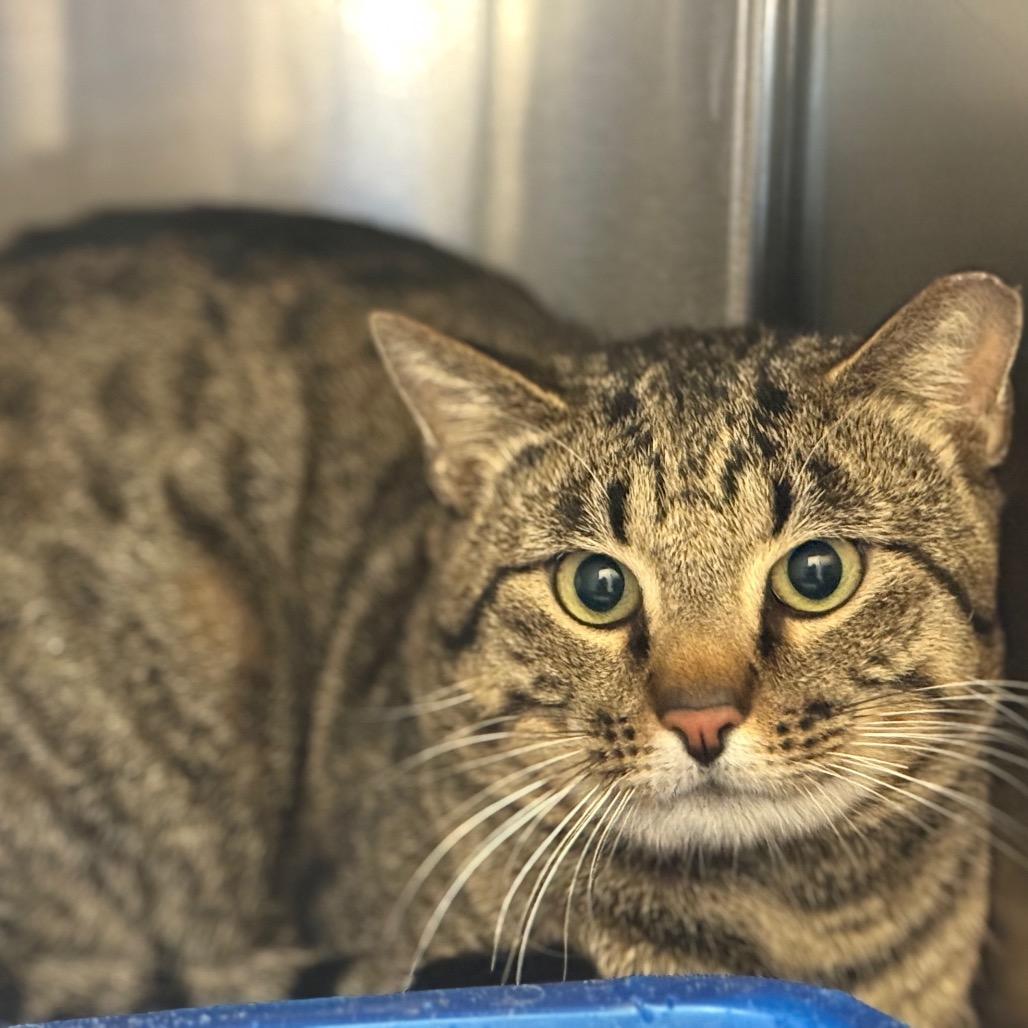 Enlarge Barn Cat, a Adoptable Domestic Short Hair in Norman, OK image 1/1