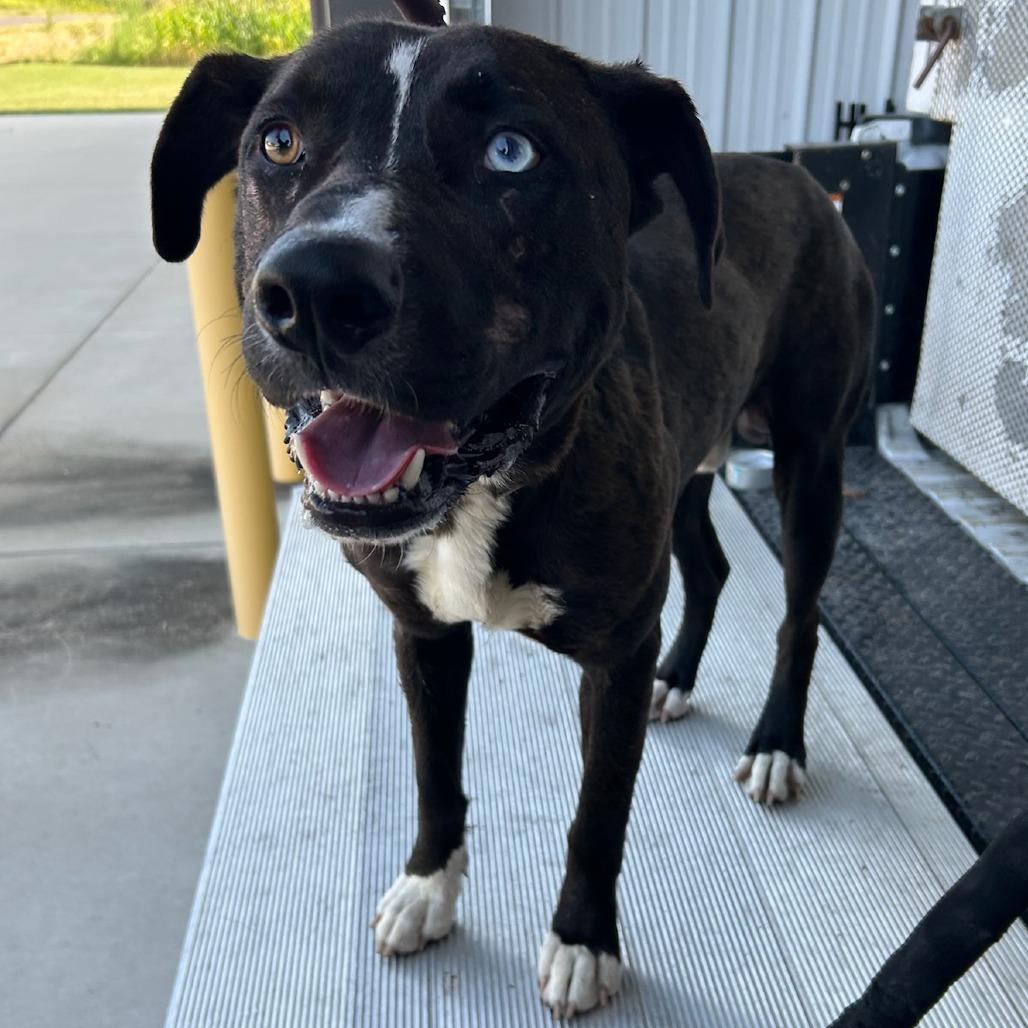 Glover, Adoptable, Adult Male Catahoula Leopard Dog & Pit Bull Terrier.