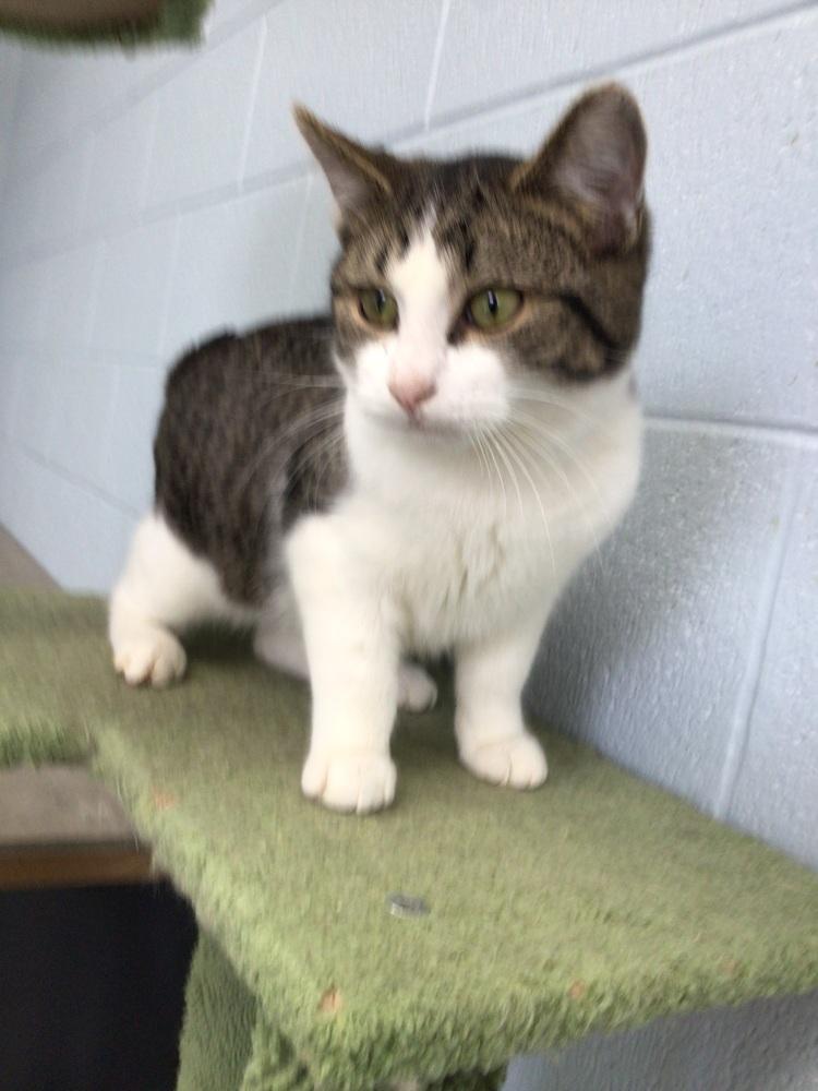 Enlarge Ollie, a Adoptable Domestic Short Hair in Logansport , IN image 1/1