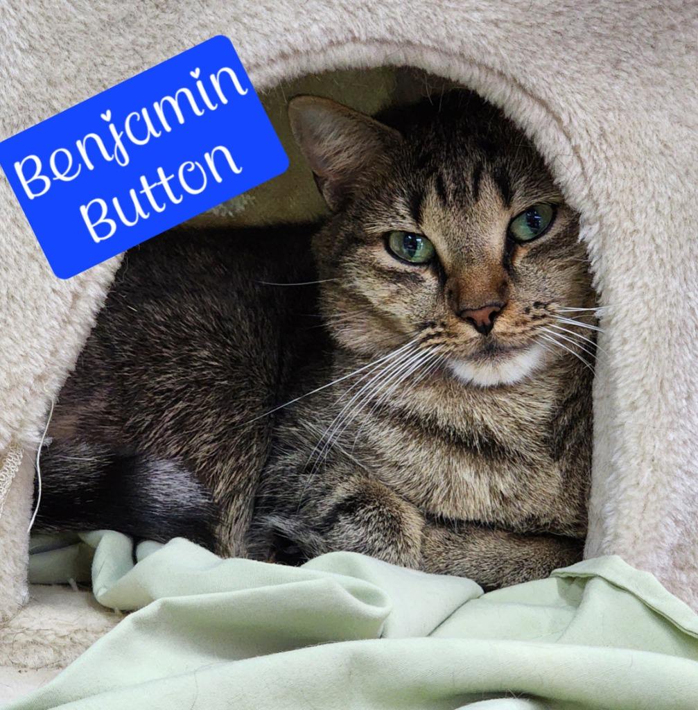 Benjamin Button, Adoptable, Adult Male Domestic Short Hair.